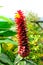 Bromelia flower