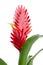 Bromelia Flower