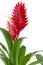 Bromelia Flower