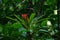 Bromelia flower at Asa Wright Nature Centre In Trinidad and Tobago