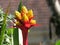 Bromelia Flowers fixed on tree