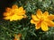 Bromelia Flowers . Magic Blooming in tropics. Special gardens