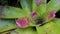 Bromelia Green and Pink noeregelia