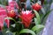 Bromelia Guzmania, flower with red petals and green leaves. Family Bromeliaceae. Sale in store