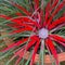 Bromelia humilis red-coloured with inflorescence