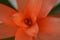 Bromelia orange flower
