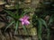 Bromelia or pink Bromelia plant in the garden