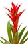 Bromelia plant