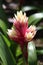 Bromelia Plant