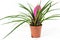 Bromelia plant in pot