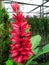 Bromeliaceae Flower,Red orchid flowers