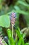 Bromeliaceae in the garden