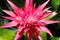 Bromeliad