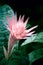 Bromeliad (Aechmea fasciata)