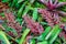 Bromeliad Aechmea fulgens x ramosa hybrid, `Shining Light` cultivar - Davie, Florida, USA