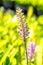 Bromeliad, Aechmea gamosepala