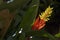 The bromeliad Aechmea nudicaulis in the fores dark