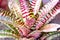 Bromeliad background or colorful aechmea fasciata close up
