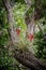 Bromeliad Blooms in Fork of Tree