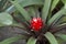 Bromeliad blossoming on the tree. Natural backdrop