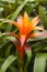 Bromeliad - Bromeliaceae - against a leafy background in a greenhouse in Panama