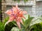 Bromeliad ( Bromeliaceae) plant tropical flower.
