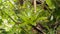 Bromeliad in a cloud forest