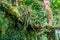 Bromeliad in cloud forest of Reserva Biologica Bosque Nuboso Monteverde, Costa Ri