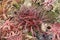 Bromeliad x cryptbergia Red Burst .