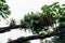 Bromeliad Epiphyte plants on tree in the rainforest on Tobago island