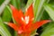 Bromeliad flower