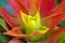 Bromeliad flower