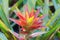 Bromeliad flower