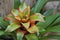 Bromeliad Flower