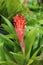 Bromeliad flower