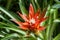 A bromeliad flower at Botanic Garden.
