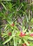 Bromeliad Flower and Plant