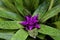 Bromeliad flowering, tropical garden