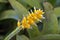 Bromeliad fruits on garden in Rio de Janeiro