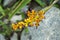 Bromeliad fruits and seeds on tropical garden, Rio. Brazil