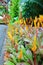 Bromeliad garden
