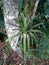 Bromeliad with green leaves.