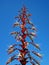 Bromeliad inflorescence, Alcantarea imperialis, and blue sky