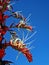 Bromeliad inflorescence, Alcantarea imperialis, and blue sky