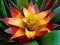 Bromeliad inflorescence, Guzmania lingulata, on tropical garden