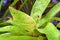 Bromeliad leaves native to the Brazilian Atlantic Forest