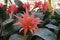 Bromeliad, monocot flowering plants of tropical region