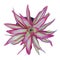 Bromeliad (neoregelia shelldauce)