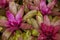 Bromeliad Neoregelia texture background