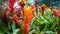 Bromeliad in the nursery